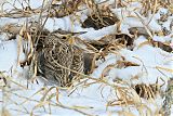 Western Meadowlark